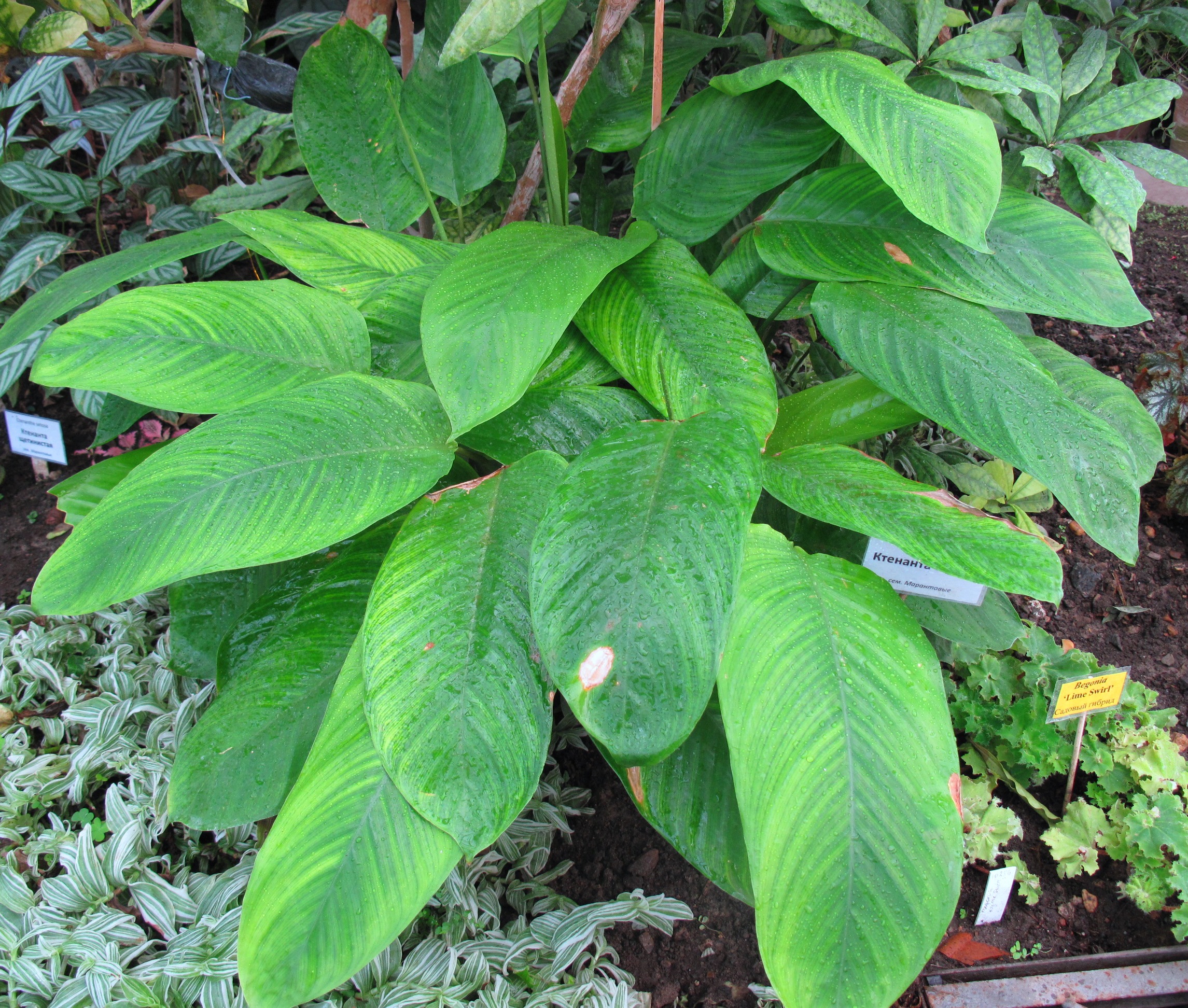 Коллекции растений ЦСБС СО РАН - Ctenanthe compressa (A.Dietr.) Eichler ...